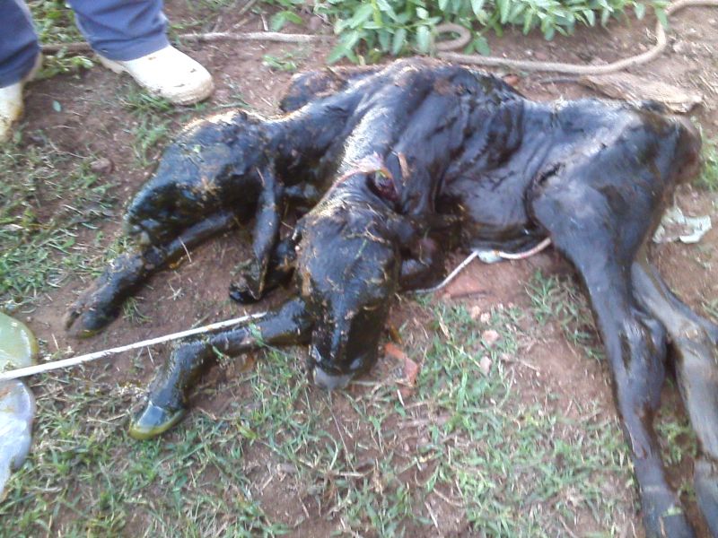 Bezerro_duascabeças_foto_reprodução_Blog_taboleiro_grande_Bocão_News