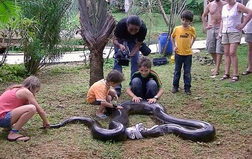 Anaconda de 5,2 metros e 80 quilos é capturada após comer cão