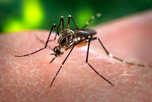 zika1