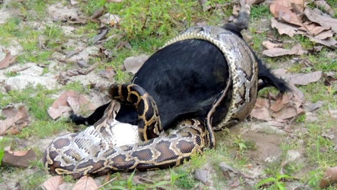 Pic 10/11 *** EXCLUSIVE - VIDEO AVAILABLE *** JALPAIGURI, INDIA - MAY 02: An Indian Rock Python seen swallowing a goat near the Sonakhali reserve forest on May 02, 2015 in Jalpaiguri, India. A MASSIVE python devours a full size goat after sneaking into the village of Garkhuta in West Bengal, India. The astonishing feat of digestion was caught on camera near Sonakhali Reserve Forest by photographer Roni Choudhury. The giant snake, estimated to be up to 10ft long, can be seen steadily stretching its mouth around the goat's lifeless body. PHOTOGRAPH BY Roni Chowdhury / Barcroft india UK Office, London. T +44 845 370 2233 W www.barcroftmedia.com USA Office, New York City. T +1 212 796 2458 W www.barcroftusa.com Indian Office, Delhi. T +91 11 4053 2429 W www.barcroftindia.com