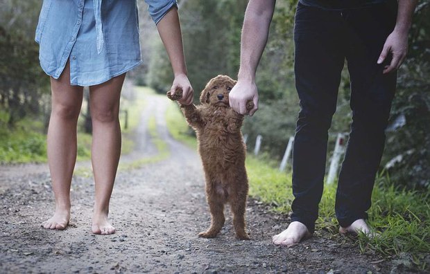 FILHO CÃOZINHO