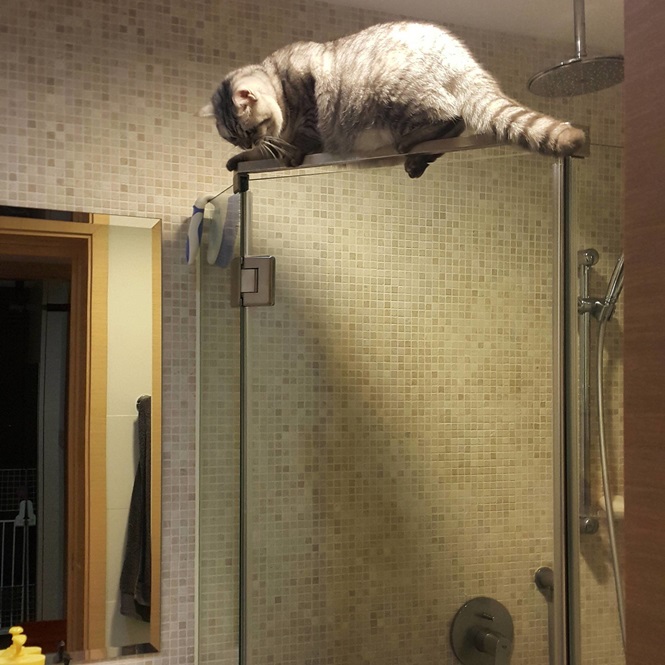 GATO