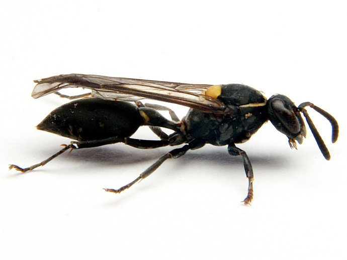 alx_polybia_paulista_original
