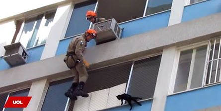 gato de 7 vidas