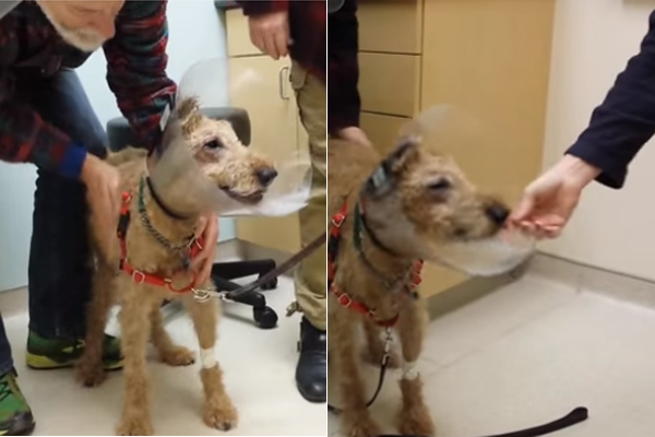 CÃO CEGO