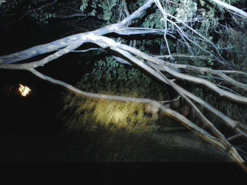 ARVORE