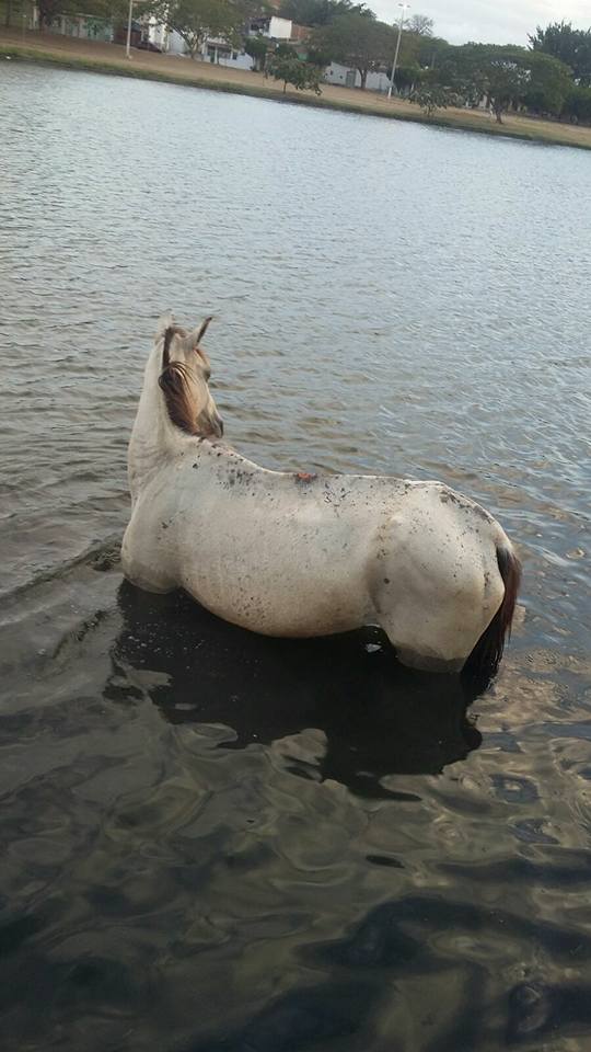 cavalo lagoa