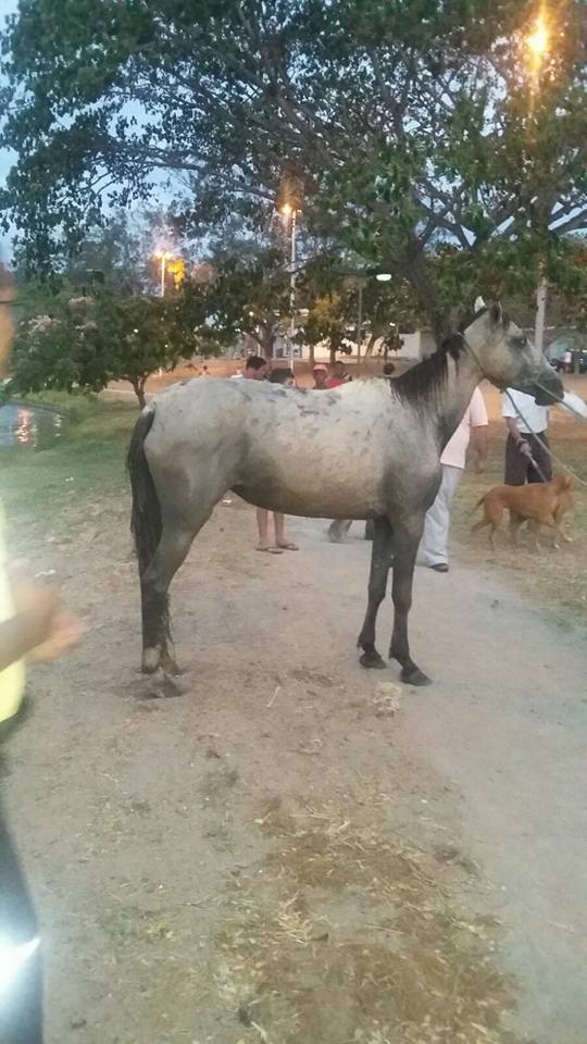 cavalo lagoa1