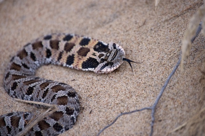 This little, flat snake was resting in the sand along Cowles Bog Beach in the Indiana Dunes National Lakeshore.