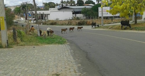 vacas-500x261