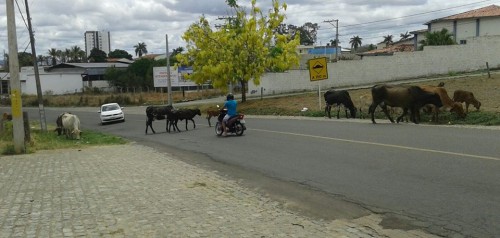 vacas e boi