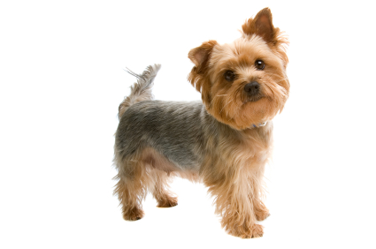 Yorkshire Terrier  isolated on a white background