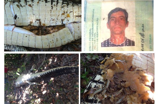 JACARÉ QUE COMEU JOVEM