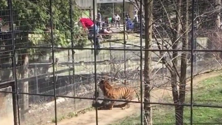 TIGRE11