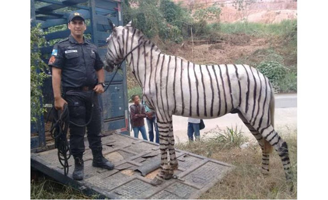 avalo pintado de Zebra