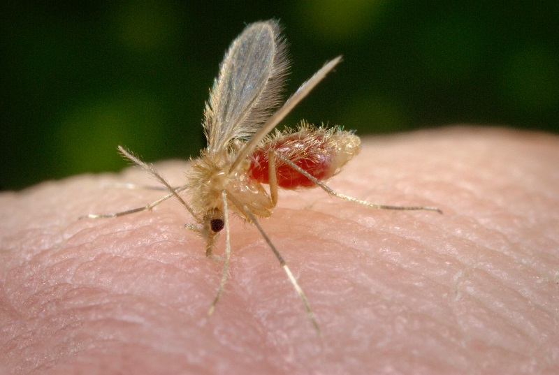 mosquito Leishmaniose