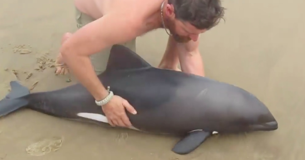 Homem salva golfinho