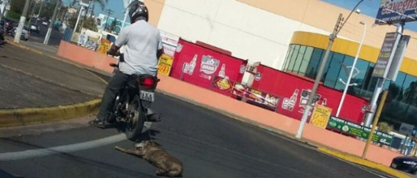 cão arrastado