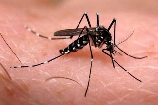 mosquito da dengue12