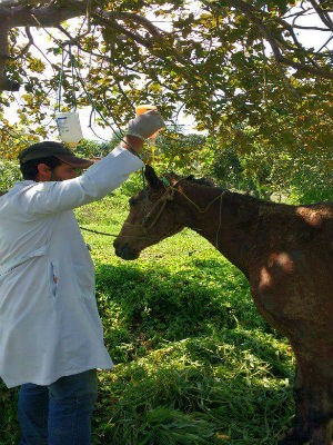 animal_vet