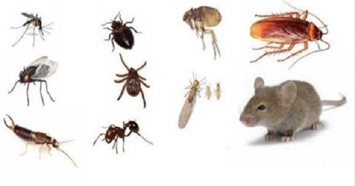 insetos-e-ratos