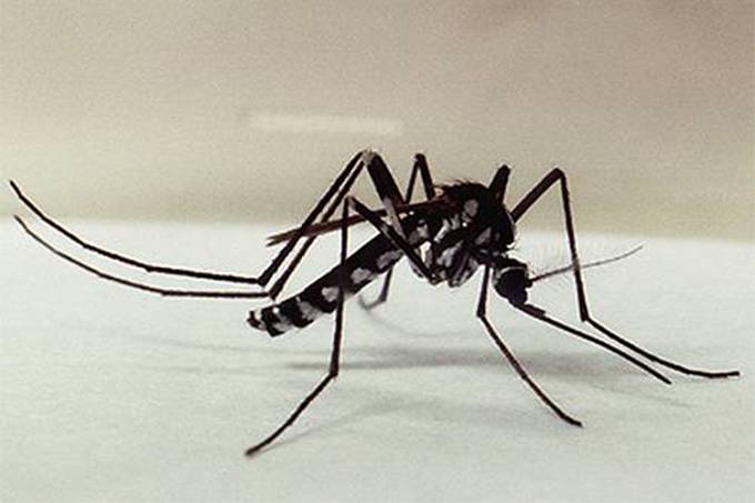 alx_ciencia-mosquito-transmissor-febre-amarela-haemagogus-leucocelaenus-20090806-63-2_original