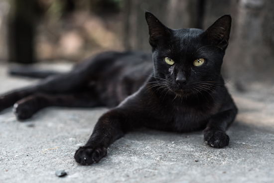 gato-preto