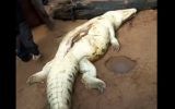 crocodilo-