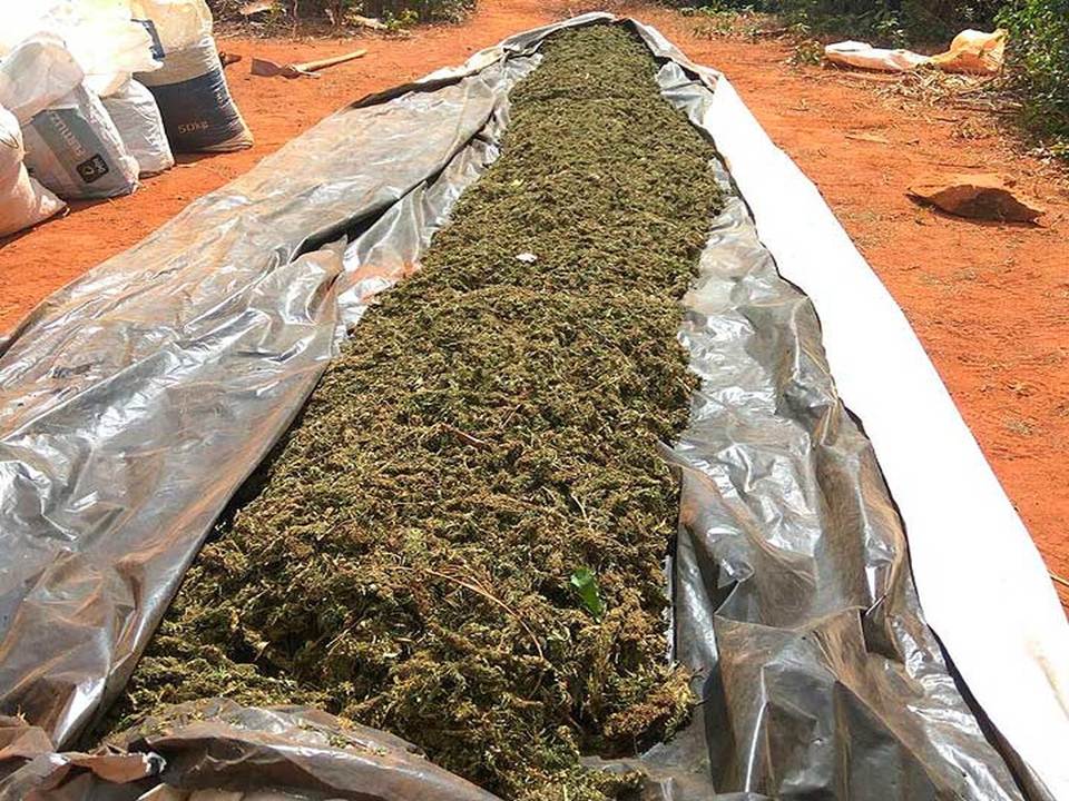 maconha