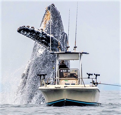 **MANDATORY BYLINE** PIC FROM Douglas Croft/Caters News - (PICTURED: Douglas Crofts images of a whale breaching very close to a fishermans boat on Monterey Bay, California. PIC TAKEN ON 27/04/19) - This incredible video and set of images shows the moment a humpback whale bursts through the calm sea close to an unsuspecting fisherman. Taken by photographer Douglas Croft, 60, and whale watcher Kate Cummings, the photo shows the whale shooting up through the waves close to a boat with an unsuspecting fisherman in before it crashes back down.The sequence was captured in Monterey Bay in Canada.SEE CATERS COPY