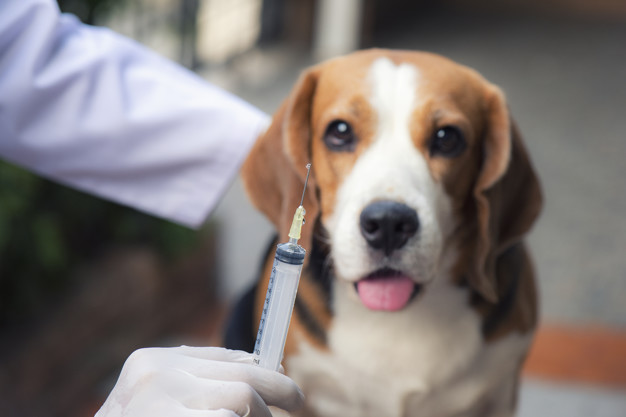 The beagle dog is standing beside the vet standing holding a syring